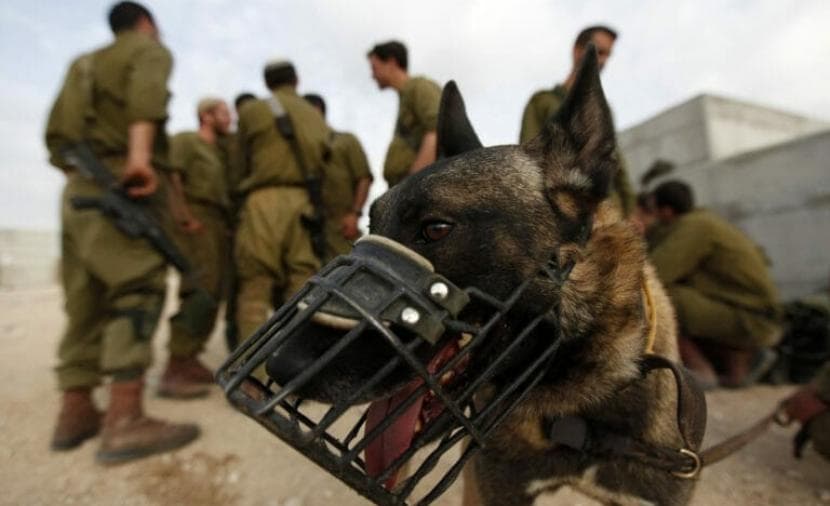 Israeli consul boycotts US newspaper over prison article