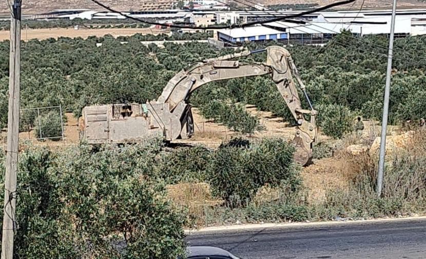 Occupation uproots olive trees in Ajja