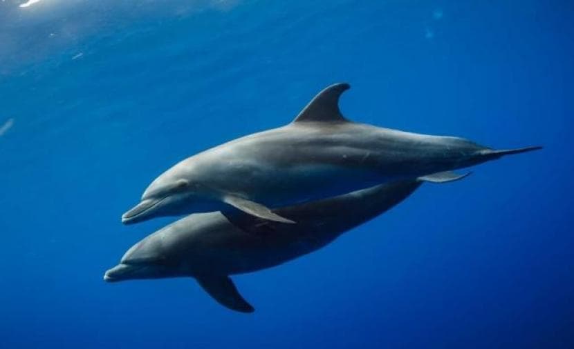 Dolphins showcase inherited young intelligence