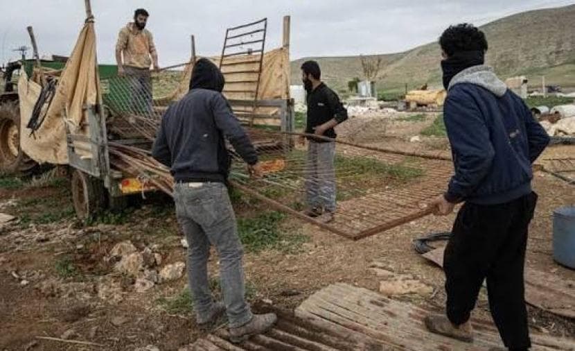 مستوطنون يسرقون حصاد الزيتون في جنين