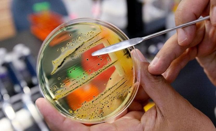 Global Salmonella Outbreaks Resurface