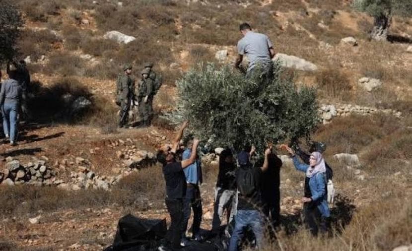 Occupation arrests four farmers during olive harvest east of Tulkarm