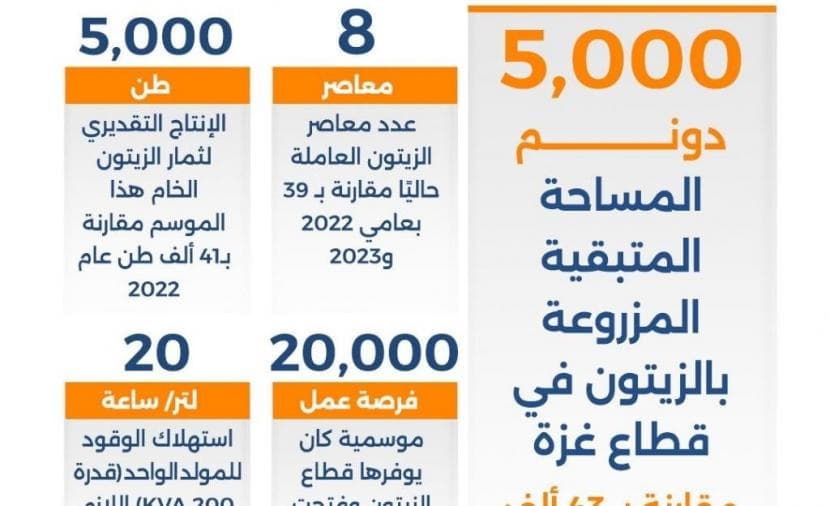 موسم الزيتون يتقلص في غزة