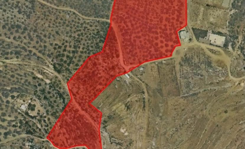 Occupation orders removal of olive trees west of Ramallah