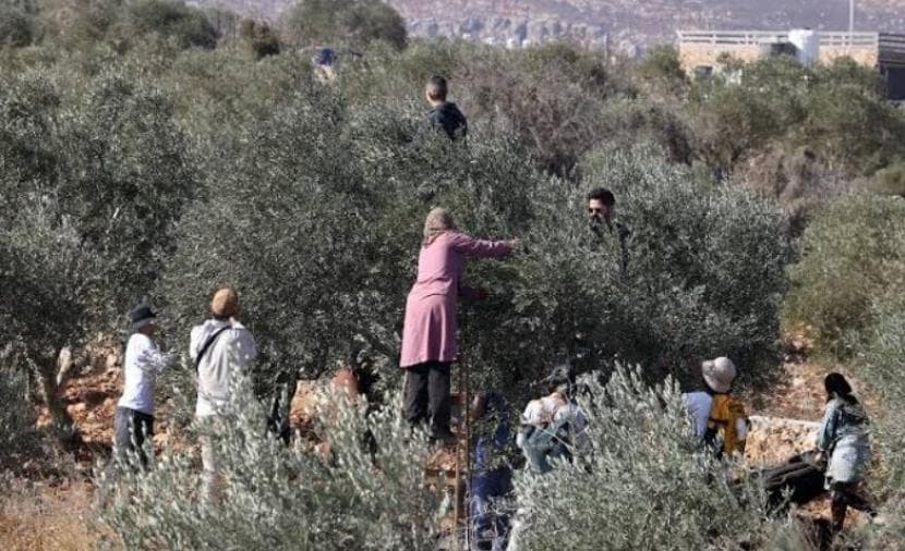 المستوطنون يعتدون على أشجار الزيتون في الضفة