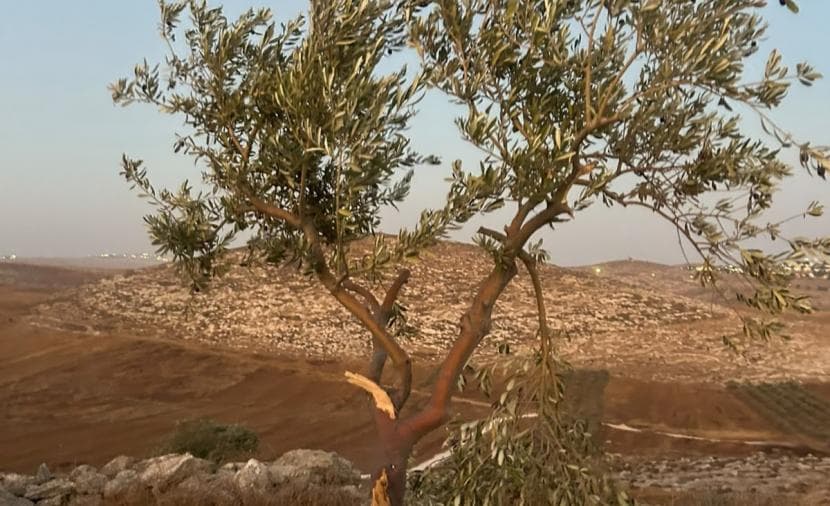 Settler breaks olive branches in Jerusalem