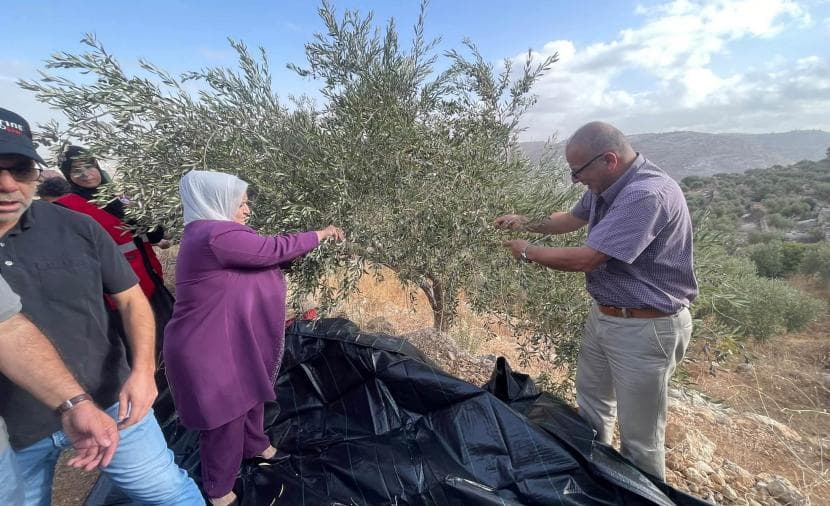 حملة لدعم مزارعي القدس في قطف الزيتون