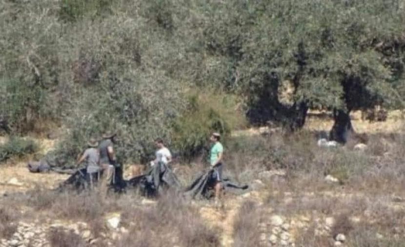 مستوطنون يعتدون على المواطنين ويسرقون الزيتون في الضفة والقدس
