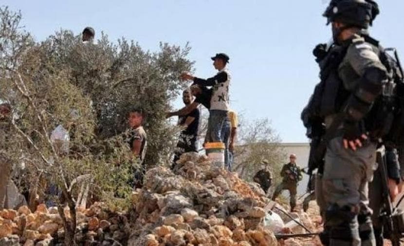 Occupation detains two youths harvesting olives near Nablus