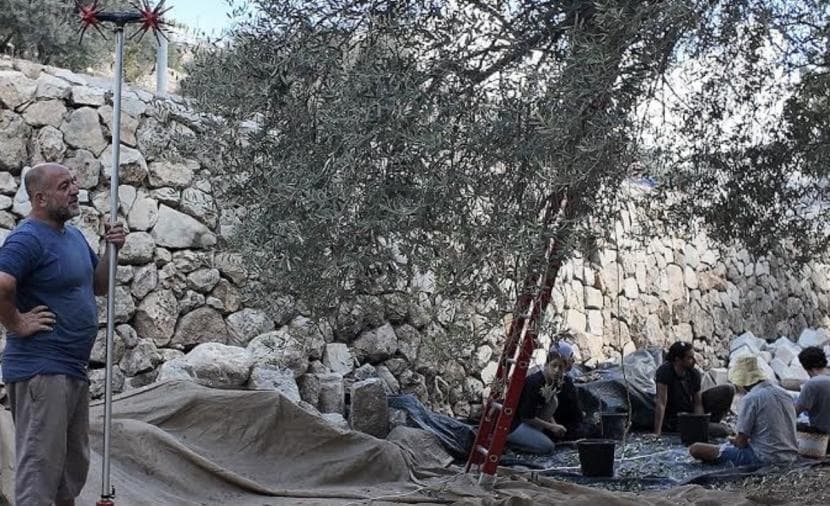 Occupation hampers olive gathering in Silwan