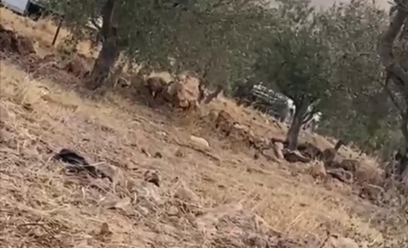 الاحتلال يطرد مزارعين بشرق نابلس ويهدد بالزيتون