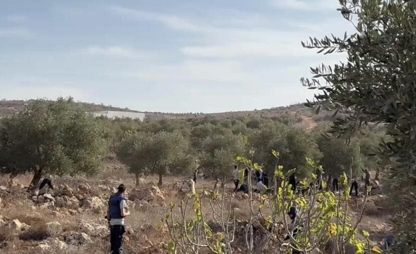 مستوطنون يهاجمون قاطفي الزيتون في شمال رام الله ويصيبون أربعة