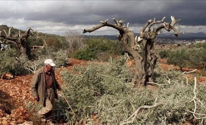 Settlers Take 16 Sacks of Olives Near Jenin