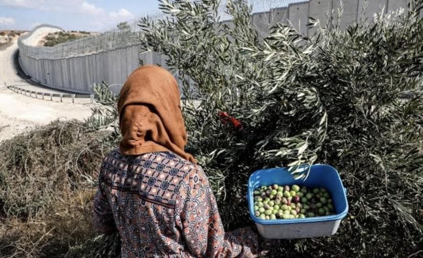 مقاومة الجدار تتصدى ل 23 اعتداء على موسم الزيتون