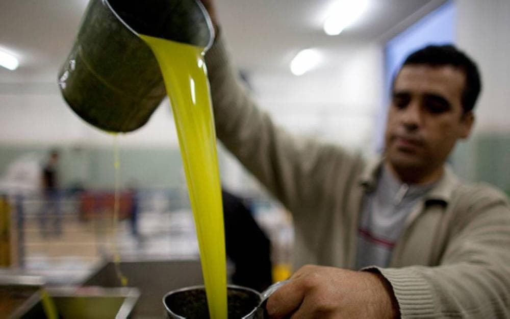 توقعات بموسم زيتون جيد وسعر تنكة الزيت