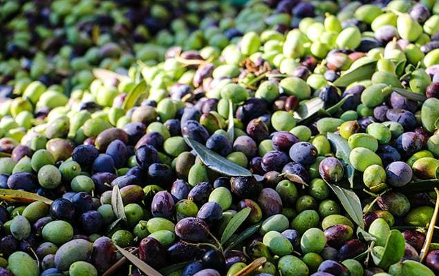 Agriculture Ministry denies olive sale theft