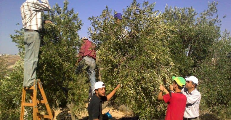 Nabulsiya urges Jordanians to delay olive harvest