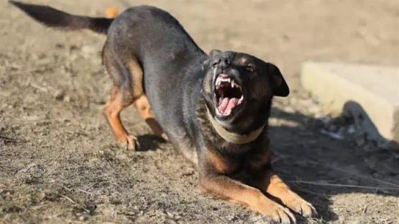 Stray dog injures 11 in Irbid