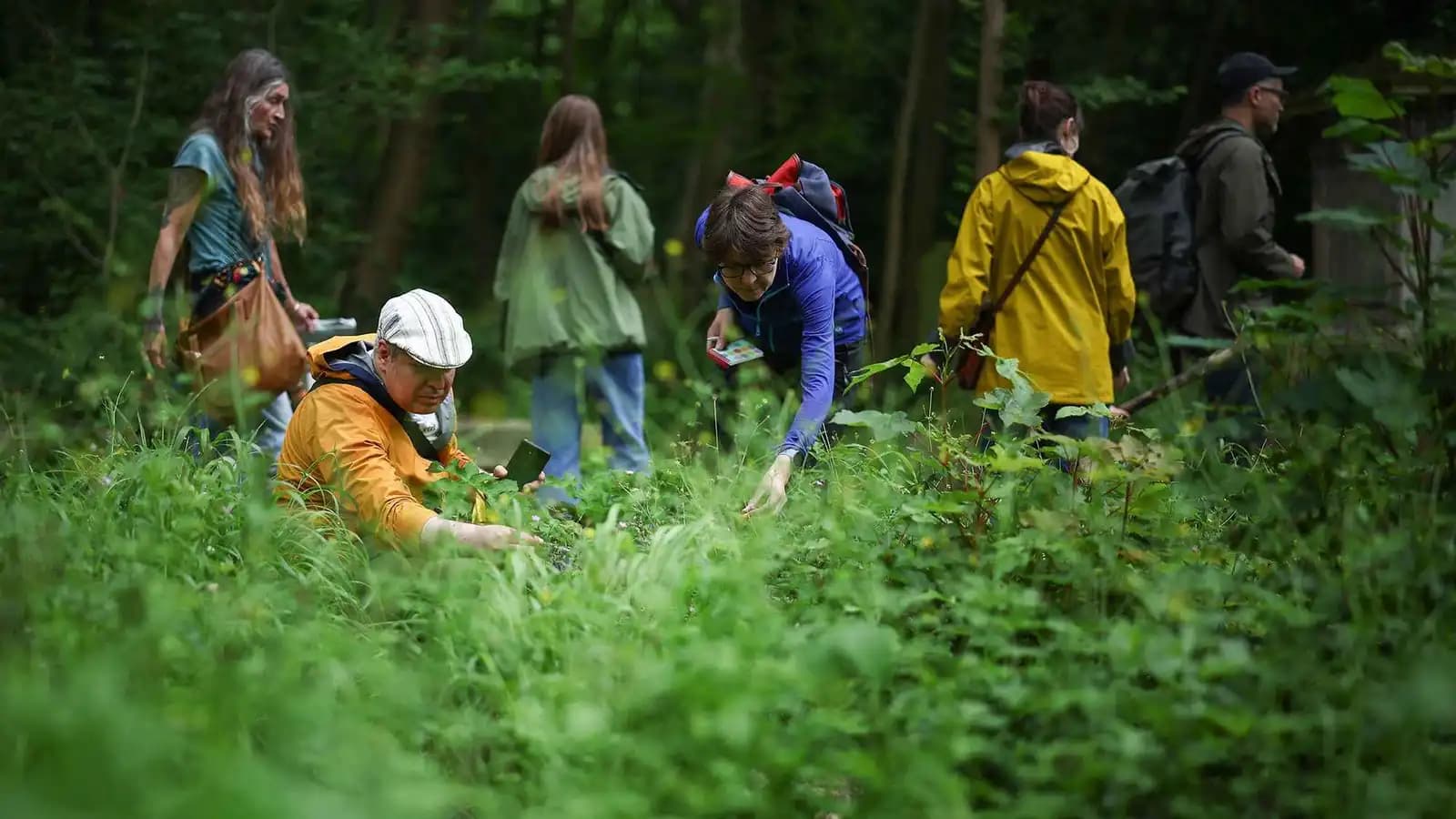 Death Hat Risks to U.S. Mushroom Gatherers