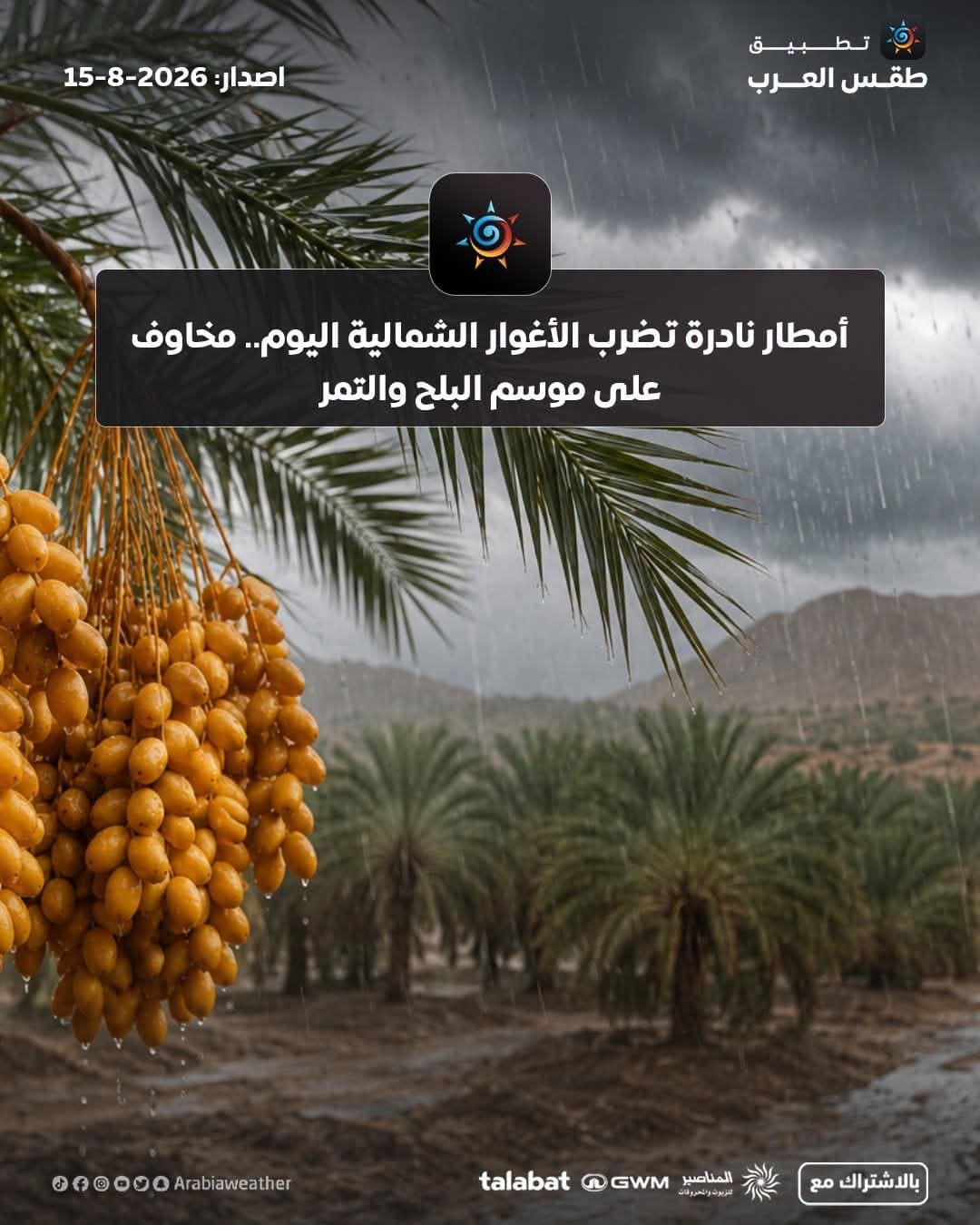 Unusual rains affect northern Jordan Valley harming date season