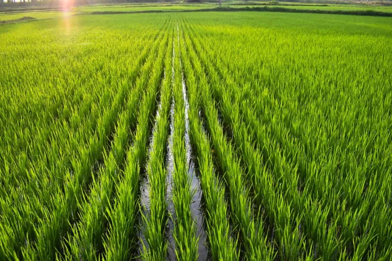 Global rice production faces critical risks