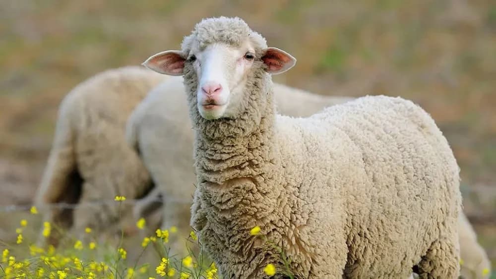 Spanish sheep reenters Jordan markets