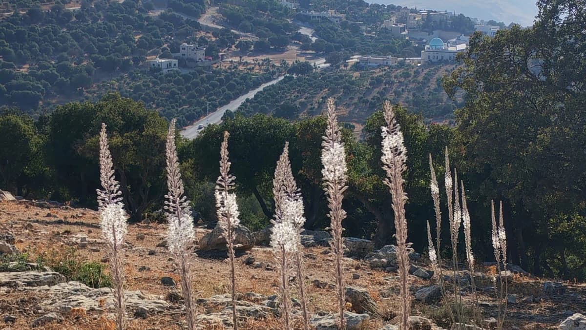 Al-'Aseelan Returns as Winter Brings News