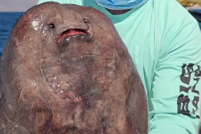 Jordanian fisherman records rare Red Sea fish after 25 years