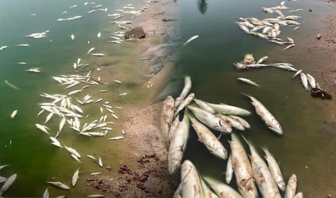 Mass Fish Deaths Raise Environmental Concerns in Euphrates