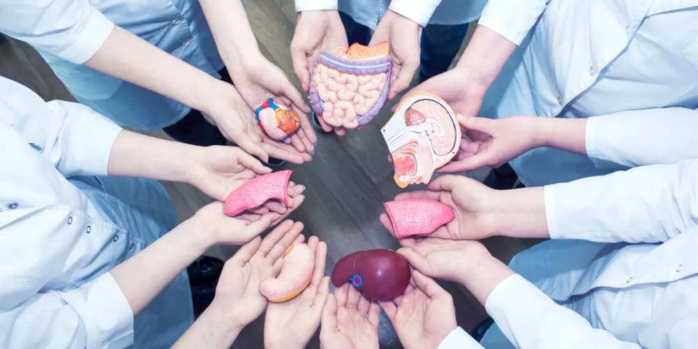 29,000 Register for Organ Donation via Sand