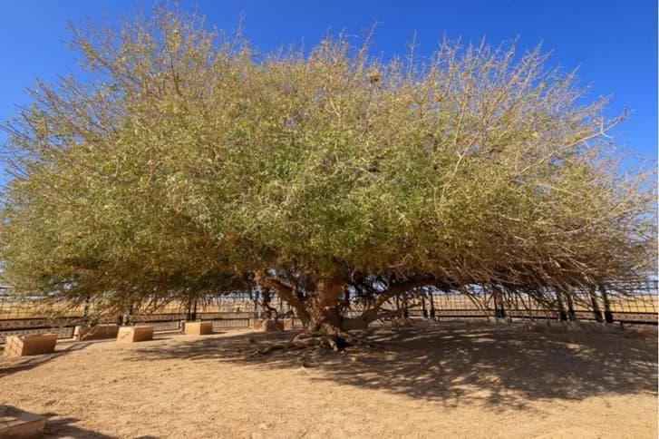 Al-Baqi' Tree Analysis and Corrections