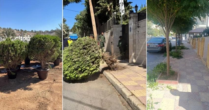 تطوير أرصفة عمّان.. ما مصير الأشجار
