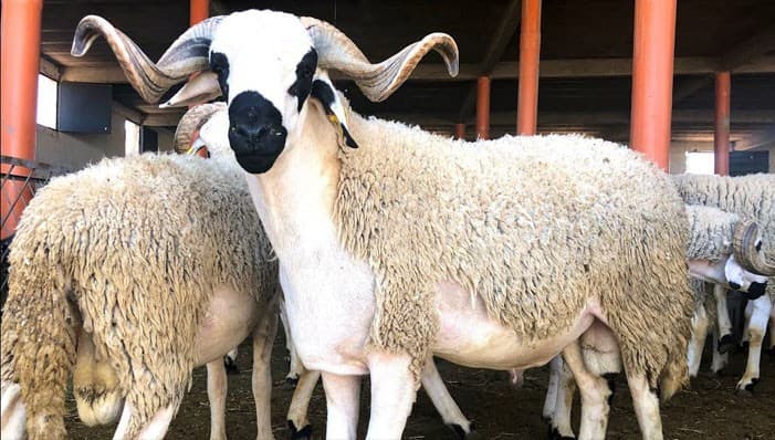 أسباب هيكلية وراء ارتفاع أسعار الحوالة في المغرب