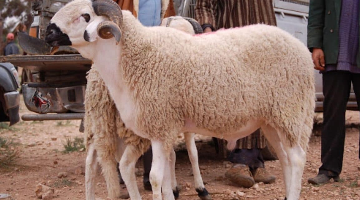 Eid Spending and Purchasing Power in North Africa