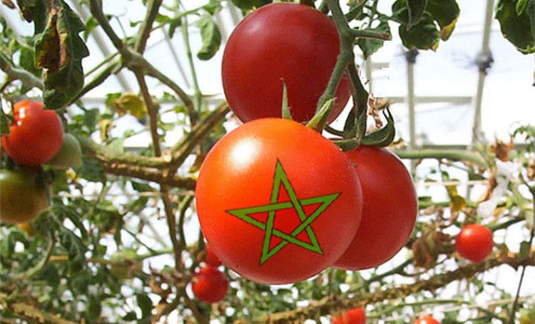 Moroccan Tomatoes Cause Job Loss in Spain