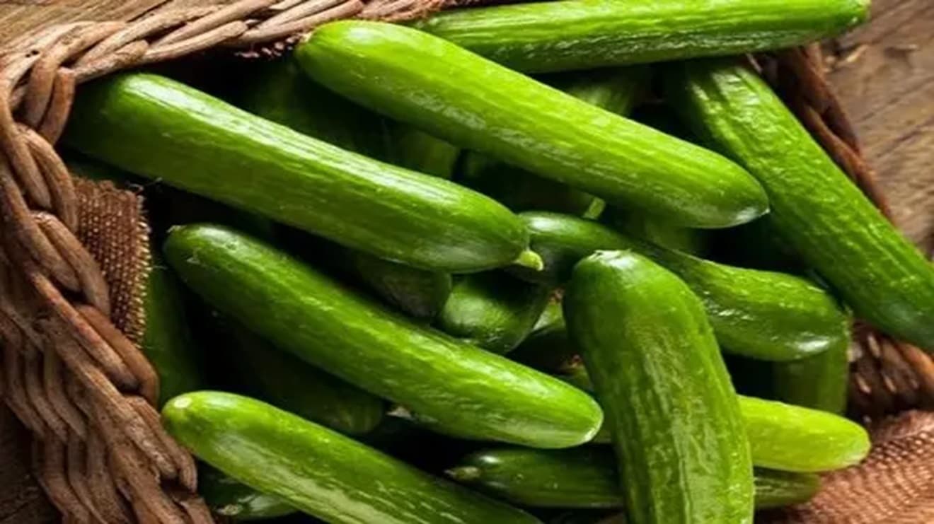 Morocco exports 3,900 tons of cucumbers to Germany