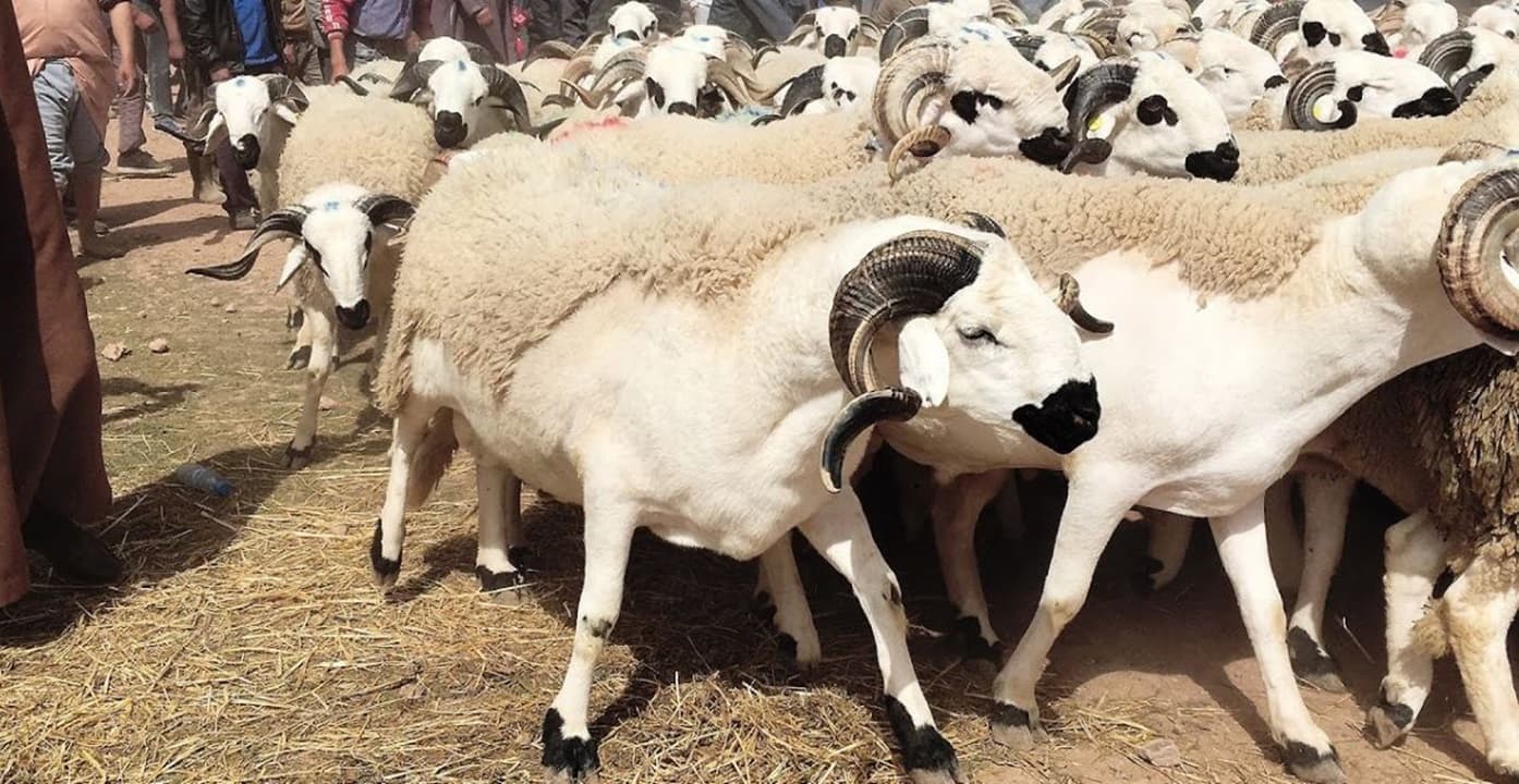مسؤولية غلاء اللحوم من الإبادة الجماعية للقطيع المغربي
