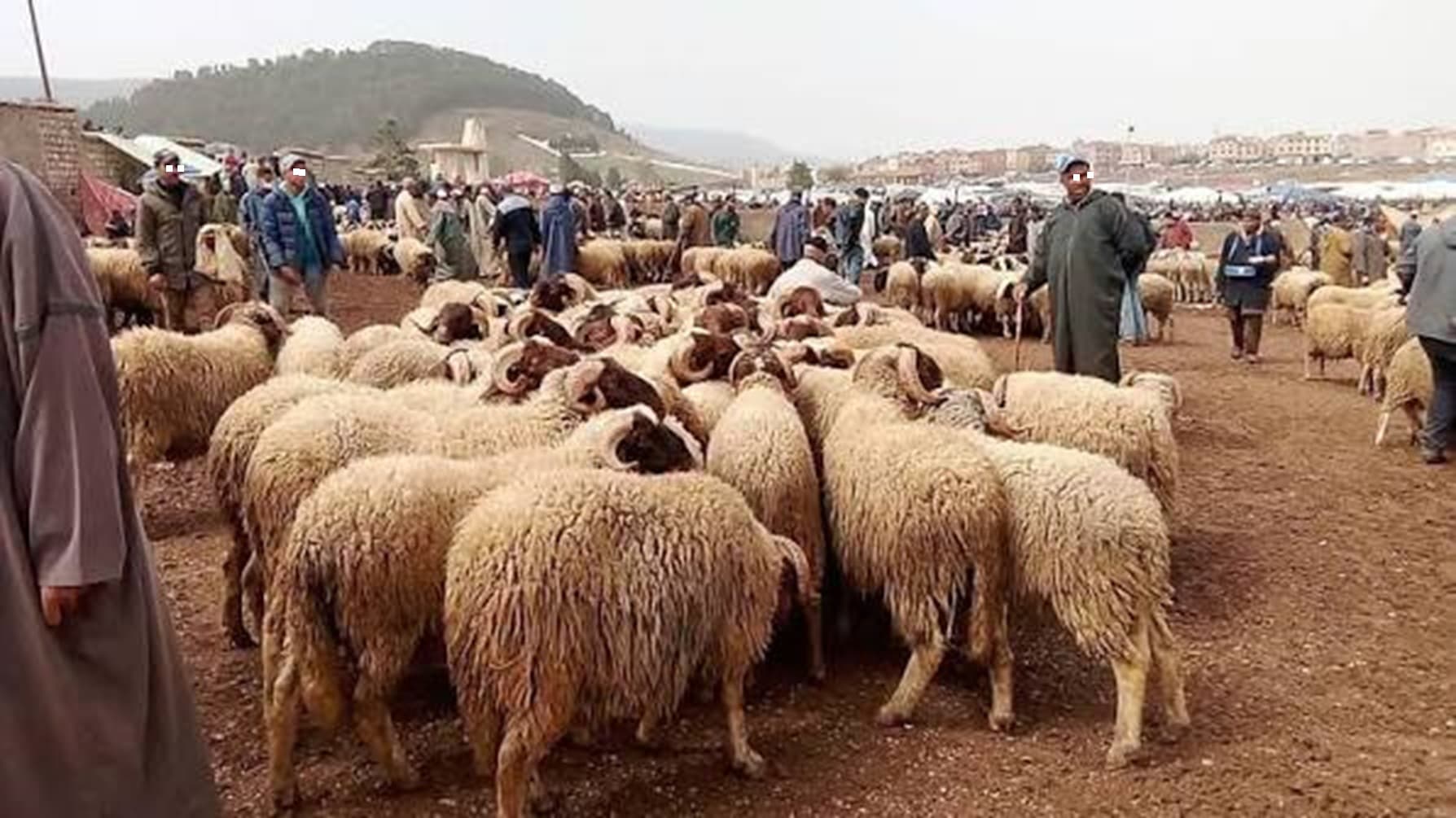 تلاعبات عيد الأضحى واتهامات لوزارة الفلاحة