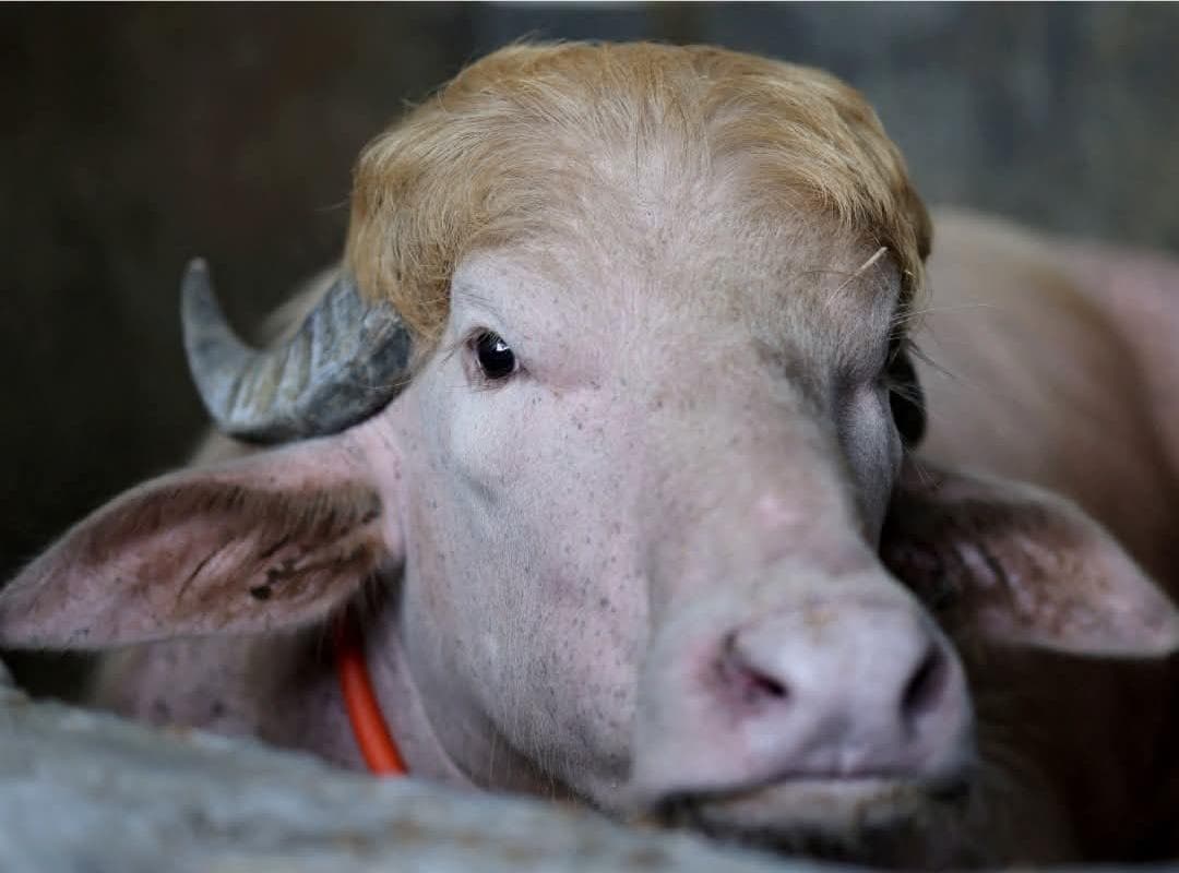 Algamus, resembling Trump, skips Eid sacrifice for zoo visit