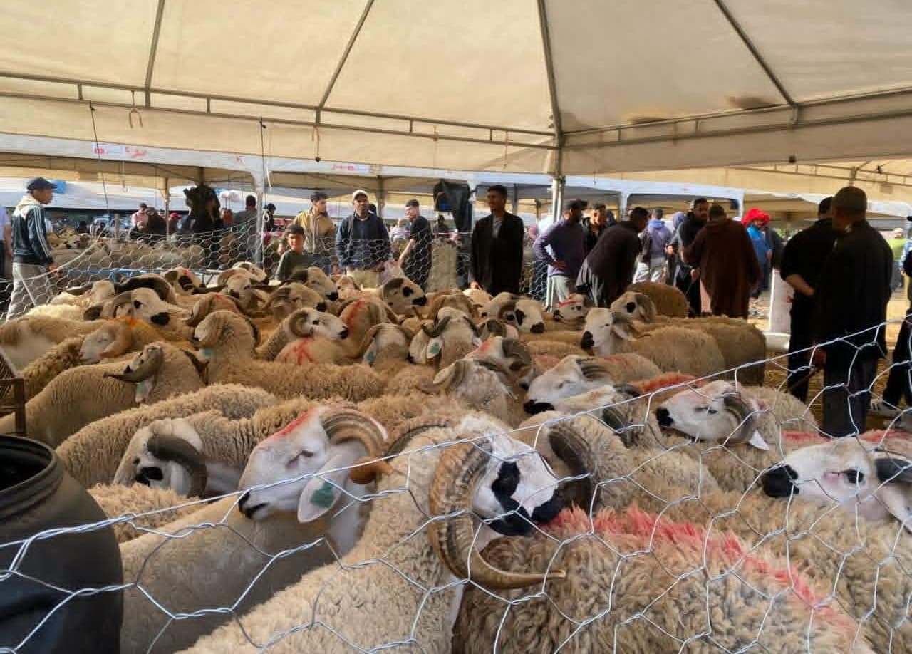 North Central Vet Chief Warns Against Isolated Lamb Deaths