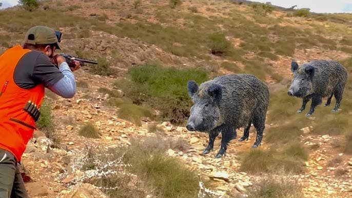 Moroccan Hunting Season: 178,000 Licenses Issued and Over 6,000 Wild Boars Hunted