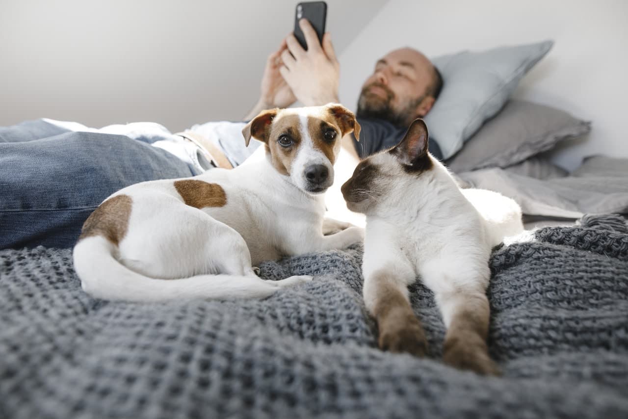 Study Finds Roaming with Dogs and Browsing Chaos Disrupt Sleep in Morocco
