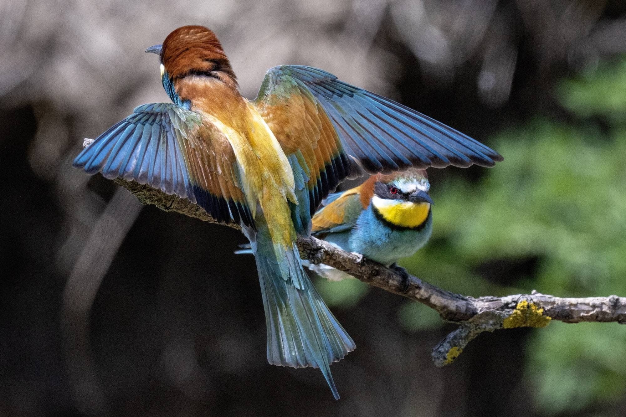 Bird calls mostly use 8 musical scales