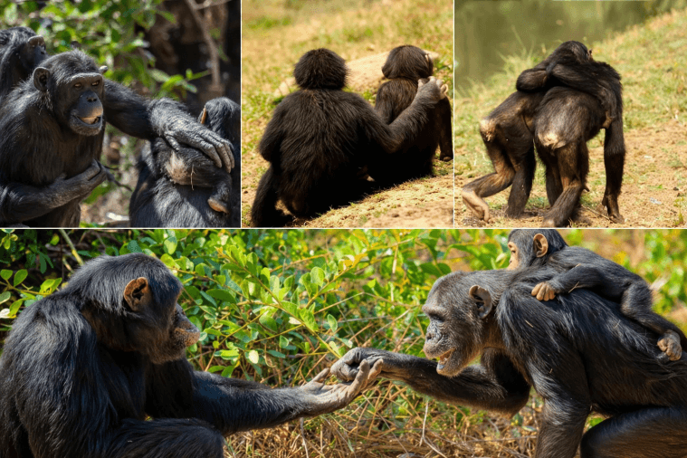 Ancient Origins of Necking and Biting Behaviors
