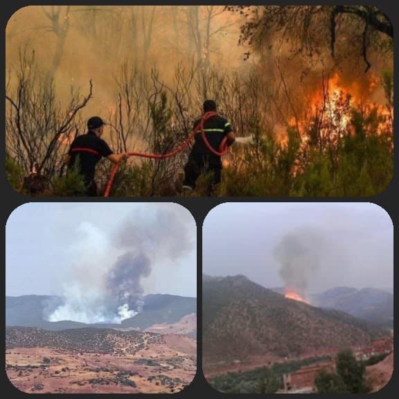 Taroudant Forest Health Challenges