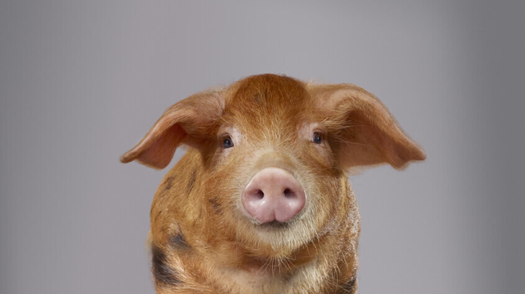 American lives 271 days with pigs before meeting woman