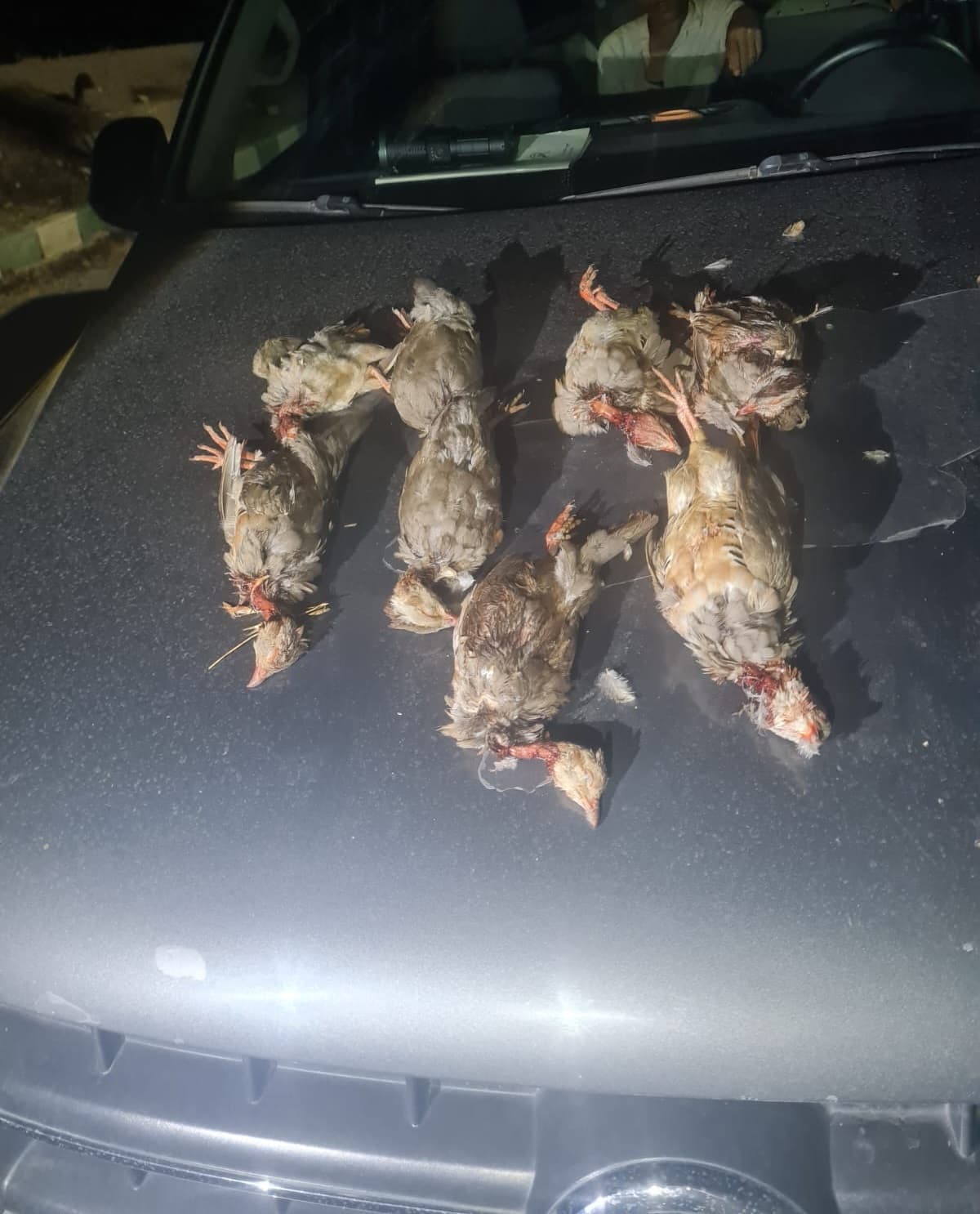 الجامعة الملكية للقنص تحذر من الصيد العشوائي في فتاونات