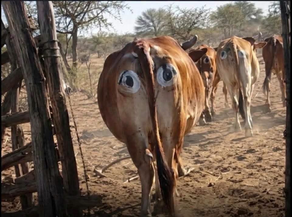 Invisible Eyes Helped Protect Livestock in Botswana
