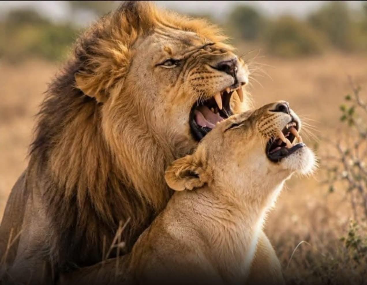 Lioness in heat 40 times daily