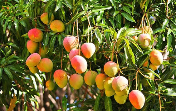 Guidelines for Buraimi farmers to ensure prevention